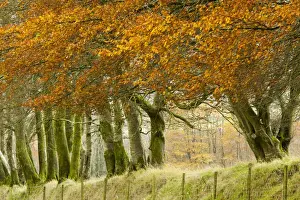 Common Beech (Fagus sylvatica) mature trees with leaves in autumn colour, row growing on top of old stone wall forming