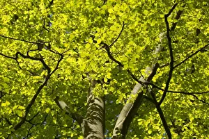 Newly Prints: Common Beech (Fagus sylvatica) newly emerged leaves