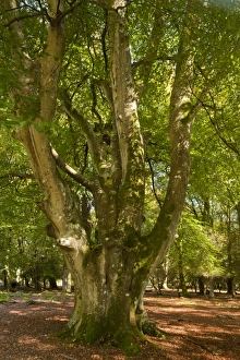 Common Beech (Fagus sylvatica) old pollard habit, growing in woodland, Knightwood Inclosure, New Forest N. P