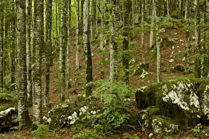 Common Beech (Fagus sylvatica) old woodland habitat on limestone, Triglav N. P. Julian Alps, Slovenia, june