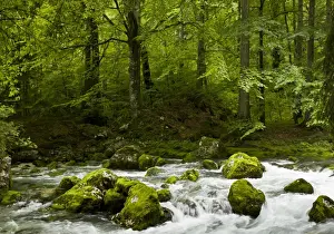 Julian Alps Prints: Common Beech (Fagus sylvatica) rocky montane woodland habitat with river flowing through