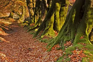 Floor Prints: Common Beech (Fagus sylvatica) row of trunks and fallen leaves
