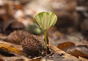 Floor Prints: Common Beech (Fagus sylvatica) seedling