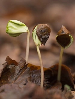 Common Beech (Fagus sylvatica) seedlings, growing amongst leaf litter under dense shade in forest, French Pyrenees