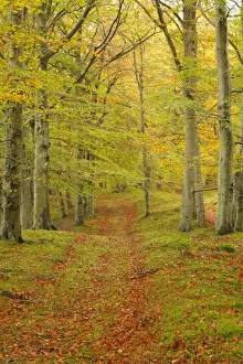 Color Prints: Common Beech (Fagus sylvatica) track through woodland habitat