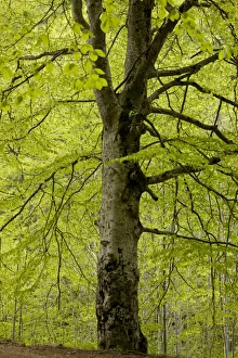 Rila Prints: Common Beech (Fagus sylvatica) trunk