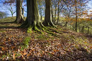 Fallen Prints: Common Beech (Fagus sylvatica) trunks and fallen leaves