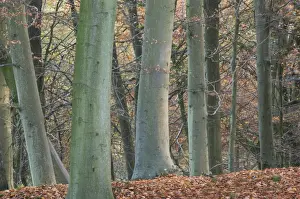 Common Beech (Fagus sylvatica) trunks and fallen leaves in woodland habitat, Kings Wood, Challock, North Downs, Kent