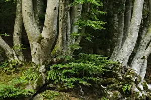 Fagaceae Prints: Common Beech (Fagus sylvatica) trunks in forest habitat, Italy, july