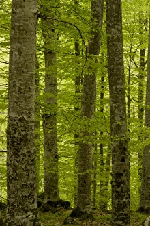 Rila Prints: Common Beech (Fagus sylvatica) woodland habitat, Rila Mountains, Bulgaria, may