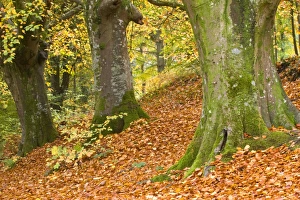 Common Beech (Fagus sylvatica) woodland habitat, with fallen leaves, Dorset, England, november
