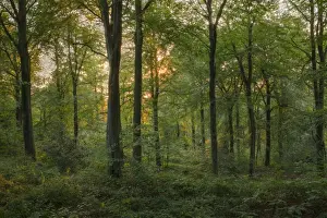 Common Beech (Fagus sylvatica) woodland habitat in evening light, Forest of Dean, Gloucestershire, England, september