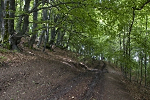 Track Prints: Common Beech forest at Bogdan National Park Bulgaria