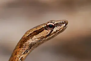 Madagascar Prints: Common Big-eyed Snake (Mimophis mahfalensis) adult