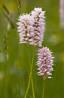 Meadowlands Prints: Common Bistort (Polygonum bistorta) flowering