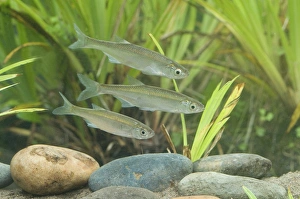 Cyprinidae Prints: Common Bleak (Alburnus alburnus) three adults, swimming, Sussex, England