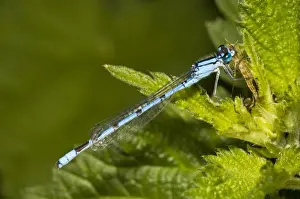 Removed Prints: Common Blue Damselfly (Enallagma cyathigerum) adult male