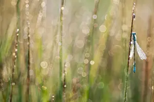 Common Blue Damselfly (Enallagma cyathigerum) adult male, covered in dew, clinging to stem at dawn