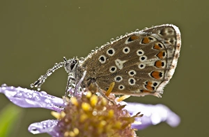 Common Blue (Polyommatus icarus) adult, resting on European Michaelmas Daisy (Aster amellus) flower