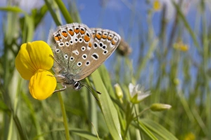 Blue Prints: Common Blue (Polyommatus icarus) adult female