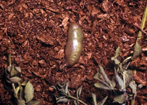 Butter Fly Prints: Common Blue (Polyommatus icarus) Pupa
