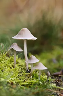Body Prints: Common Bonnet (Mycena galericulata) fruiting bodies