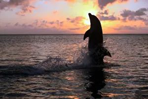 Common Bottlenose Dolphin (Tursiops truncatus) adult, tail-walking, silhouetted at sunset, Roatan, Honduras