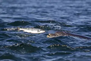 Common Bottlenose Dolphin (Tursiops truncatus) adult, catching Atlantic Salmon (Salmo salar) prey, Moray Firth