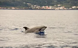 Common Bottlenose Dolphin (Tursiops truncatus) adult, porpoising, with coastline in background, Azores, June