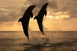 Jump Prints: Common Bottlenose Dolphin (Tursiops truncatus) two adults