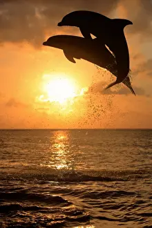 Common Bottlenose Dolphin (Tursiops truncatus) two adults, leaping, silhouetted at sunset, Roatan, Honduras