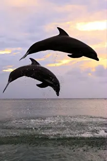 Common Bottlenose Dolphin (Tursiops truncatus) two adults, leaping, silhouetted at sunset, Roatan, Honduras