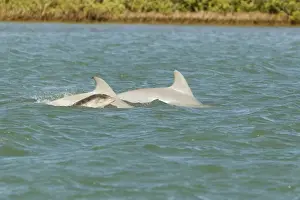 Common Bottlenose Dolphin (Tursiops truncatus) two adults with baby, swimming at surface, South Padre Island, Texas