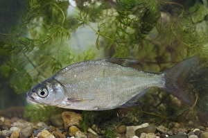 Captive Prints: Common Bream (Abramis brama) adult