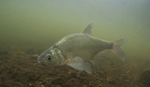 Common Bream (Abramis brama) adult, swimming in river, River Trent, Nottinghamshire, England, April