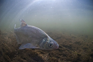 Midland Prints: Common Bream (Abramis brama) adult
