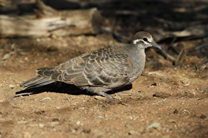 Pigeon Prints: Common Bronzewing (Phaps chalcoptera) juvenile