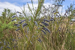 Seedpod Prints: Common Broom (Cytisus scoparius) seedpods, Stiperstones, Shropshire, England, August