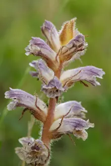 Plateau Prints: Common Broomrape (Orobanche minor) close-up of flowers