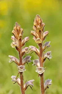 Common Broomrape (Orobanche minor) close-up of flowerspikes, growing in wildflower meadow, Oxfordshire, England, May