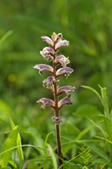 Broomrapes Prints: Common Broomrape (Orobanche minor) flowering