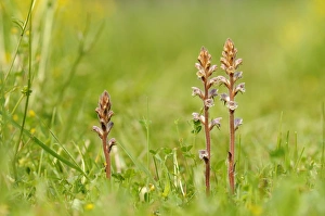 Oxfordshire Prints: Common Broomrape (Orobanche minor) flowerspikes