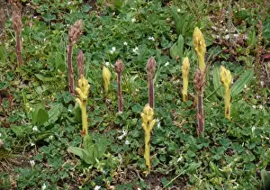 Common Broomrape (Orobanche minor) red and yellow forms, flowerspikes, group growing in meadow, Corsica, France, April