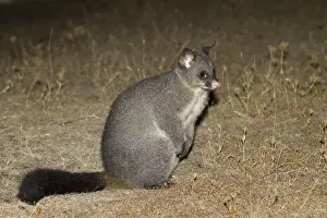Common Brushtail Possum (Trichosurus vulpecula) adult, at night, Maria Island N. P. Tasmania, Australia, February