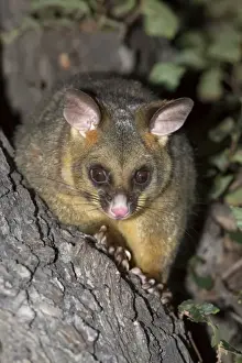 Common Brushtail Possum (Trichosurus vulpecula) adult, on tree at night, Melbourne, Victoria, Australia, February