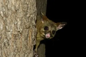 Common Brushtail Possum (Trichosurus vulpecula) adult, in tree at night, Melbourne, Victoria, Australia, November