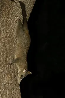 Common Brushtail Possum (Trichosurus vulpecula) adult, descending tree at night, Melbourne, Victoria, Australia