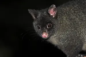 Common Brushtail Possum (Trichosurus vulpecula) black morph, adult, close-up of head, at night, Wilsons Promontory N. P