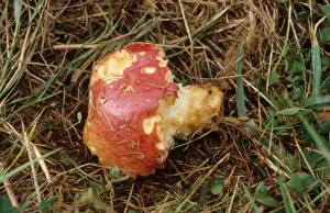 Common Brushtail Possum (Trichosurus vulpecula) introduced species, feeding damage to Cultivated Apple (Malus domestica) crop, Gisborne, North Island, New Zealand
