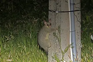 Common Brushtail Possum (Trichosurus vulpecula) introduced species, adult, clinging to telegraph pole at night